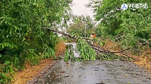Farmers Suffer as Hailstorm Batters Crops Across Pune; Produce Prices Crash
