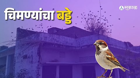 A 300-Year Legacy of Sparrow Conservation