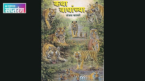 Tiger conservation and safari stories Maharashtra