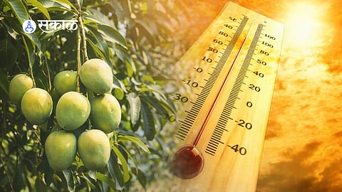 Mango orchard under sunlight as rising temperature impacts crop quality.