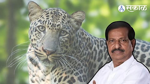 Government Established Leopard Safari