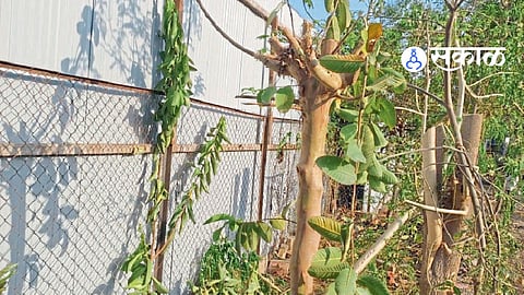 Chhatrapati Sambhajinagar News