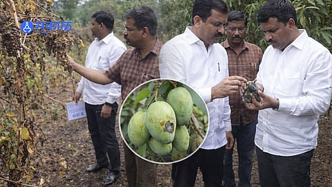 Damaged grape and mango crops