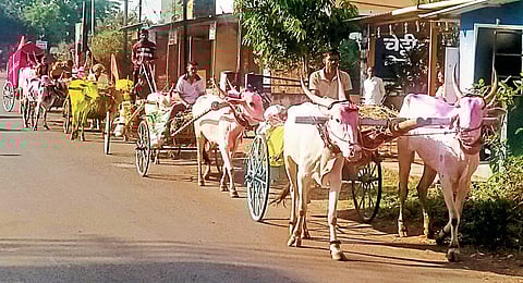 ढेबेवाडी पिढ्यानपिढ्यांचा भक्तीचा प्रवास बैलगाड्यातून