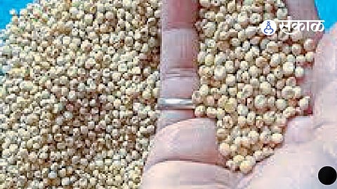 Latur Jowar Price News