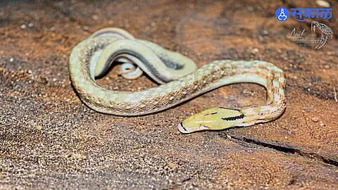 ‘Eye-less’ Snake from Pune Gains Global Attention, Study Published