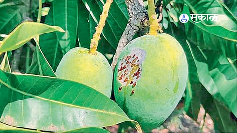 Mango and cashews farmer
