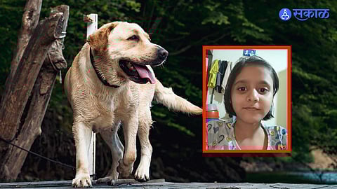 Rabies Case Girl Dies Six Months After Dog Scratch in Maharashtra
