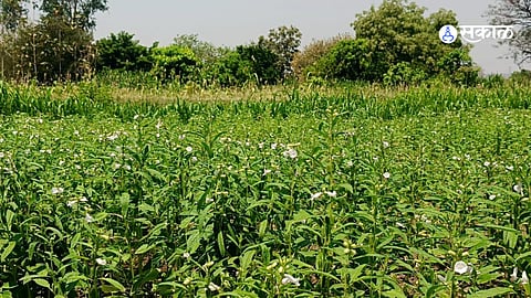 Farmers Forced into Night Shifts Amidst Wildlife Threats in Mahur