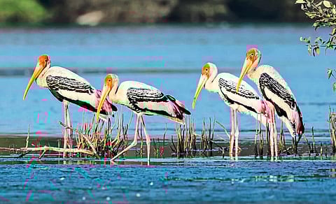 नवी मुंबईतील पाणवठ्यांवर चित्रबलाकची हजेरी