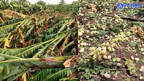 Unseasonal Weather Hits Mohol Hard; Farmers Left in Tears After Crop Loss