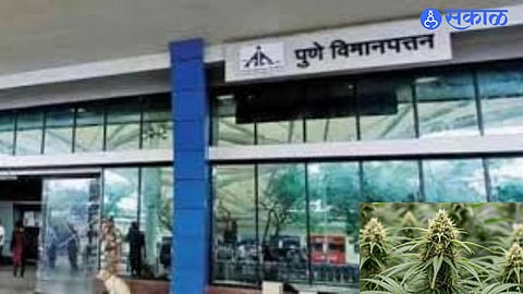 Major Drug Bust at Pune Airport: ₹26.8 Crore Worth Hydroponic Marijuana Confiscated