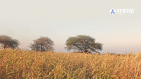 Hingoli News: सेलु तालुक्यात यंदा ज्वारीचे उत्पादन घटणार; ज्वारीचा दर साडेचार ते पाच हजारांवर; प्रतिकूल हवामानामुळे परिणामाची चिन्हे