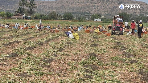 Unseasonal Havoc: Heavy Hailstorm Lashes Junnar City and Meena River Belt