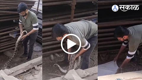 7-foot-long Python molurus Rescue