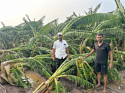 बारामतीत शेतकऱ्यांच्या डोळ्यांत अश्रू