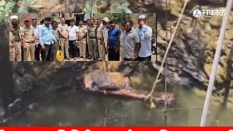 Wild Encounter: Leopard Falls into Well at Amondi Village While Hunting