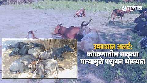 Rising Temperatures in Raigad: Livestock at Risk of Heatstroke