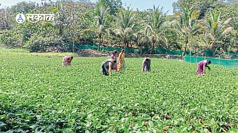 Ragi Cultivation
