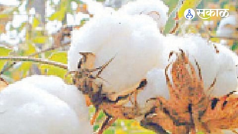 Parbhani Cotton News