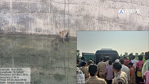 Leopard Rescue: Pune Forest Department Saves Wild Cat from Well in Sangvi Sandas