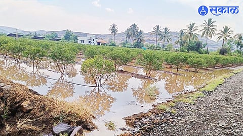 Farmers in Panic as Unseasonal Showers Strike at Harvest Time