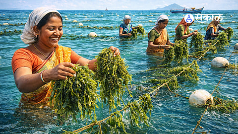 Seedwood Cultivation