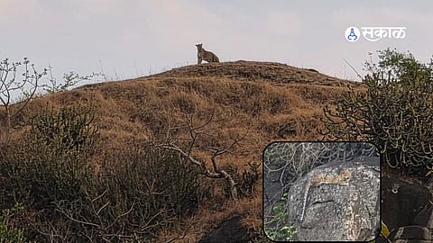 Leopard Terror: Two Leopards Spotted Roaming Near Lamangaon Hill in Khultabad