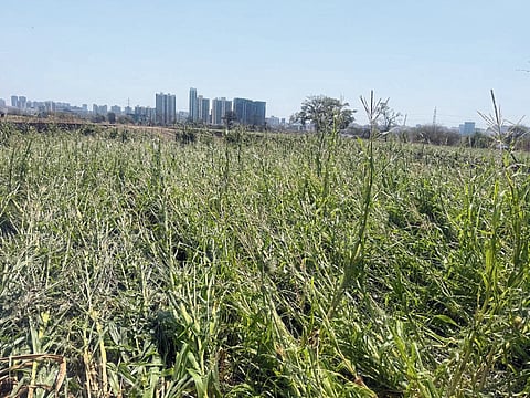 अवकाळीने पिकांचे नुकसान