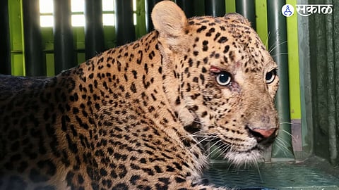 "मंचरकरांनी घेतला सुटकेचा निश्वास!" अखेर 'ती' मादी पिंजऱ्यात कैद; पण नर बिबट्या अजूनही बाहेरच, वनविभागाचा मोठा खुलासा.