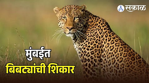 Leopard Hunting Case