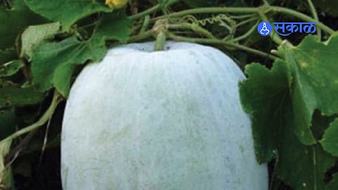Nutritional Powerhouse: Understanding the Science Behind Kushmanda (Ash Gourd)