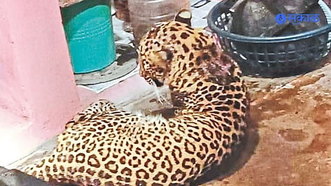 Leopard enters house kitchen sindhudurg
