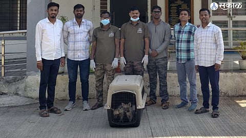 जुन्नर : तरसांच्या पिला समावेत माणिक डोह येथील निवारा केंद्रातील पशुवैद्यकीय अधिकारी व वन कर्मचारी