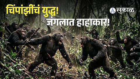 Chimpanzee “Civil War” in Uganda Turns Deadly: 28 Killed as Former Allies Become Enemies