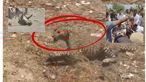 Leopard attack Jalgaon