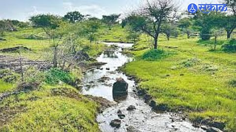 Study shows declining grassland bird diversity in Pune and Satara regions, raising conservation concerns.