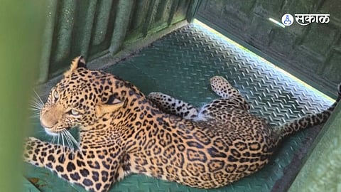 वखारवाडी:भराडी (ता.आंबेगाव) येथे लावलेल्या पिंजऱ्यात दीड वर्षाची बिबट मादी जेरबंद झाली.