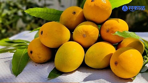 hapus Mango Price Drop
