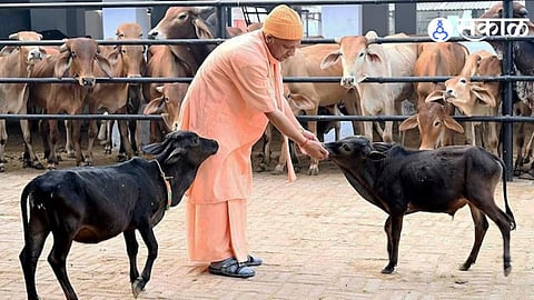 Maharashtra Govt Launches ₹6000 Monthly Scheme for Stray Cow Care