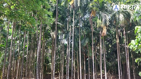 Double Blow for Arecanut Growers: Falling Production and Rising Input Costs