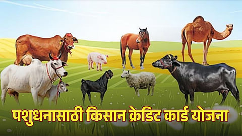 Animal Husbandry Department implements Kisan Credit Card scheme