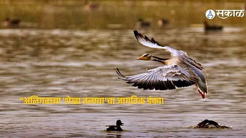 "अलिगढच्या 'शेखा तलावा'चा जागतिक डंका! उत्तर प्रदेशात आता १२ 'रामसर स्थळे'; विदेशी पक्ष्यांचा मुक्काम आता अधिक सुरक्षित"