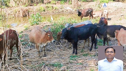 "एल-निनोचे सावट: पशुधना वाचवण्यासाठी शासन 'ॲक्शन मोड'वर! ५ मे पूर्वी चारा बियाणे खरेदीचे आदेश; जिल्हाधिकाऱ्यांकडे सोपवली मोठी जबाबदारी"