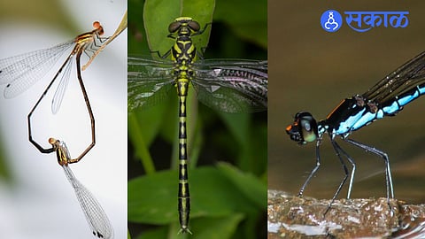 Ecological Warning: Odonata Diversity Shrinks Despite 143 Species Recorded