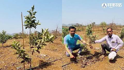 Agriculture Graduates Help Father Turn 8 Gunthas into a Fruit Paradise