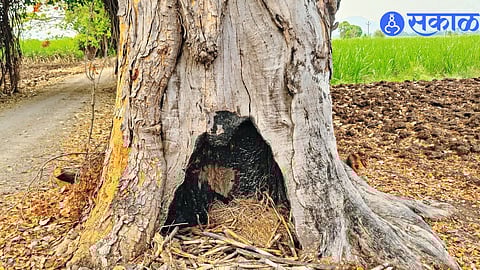 Rare Mahogany Tree Faces Damage; Locals Demand Action Against Culprits