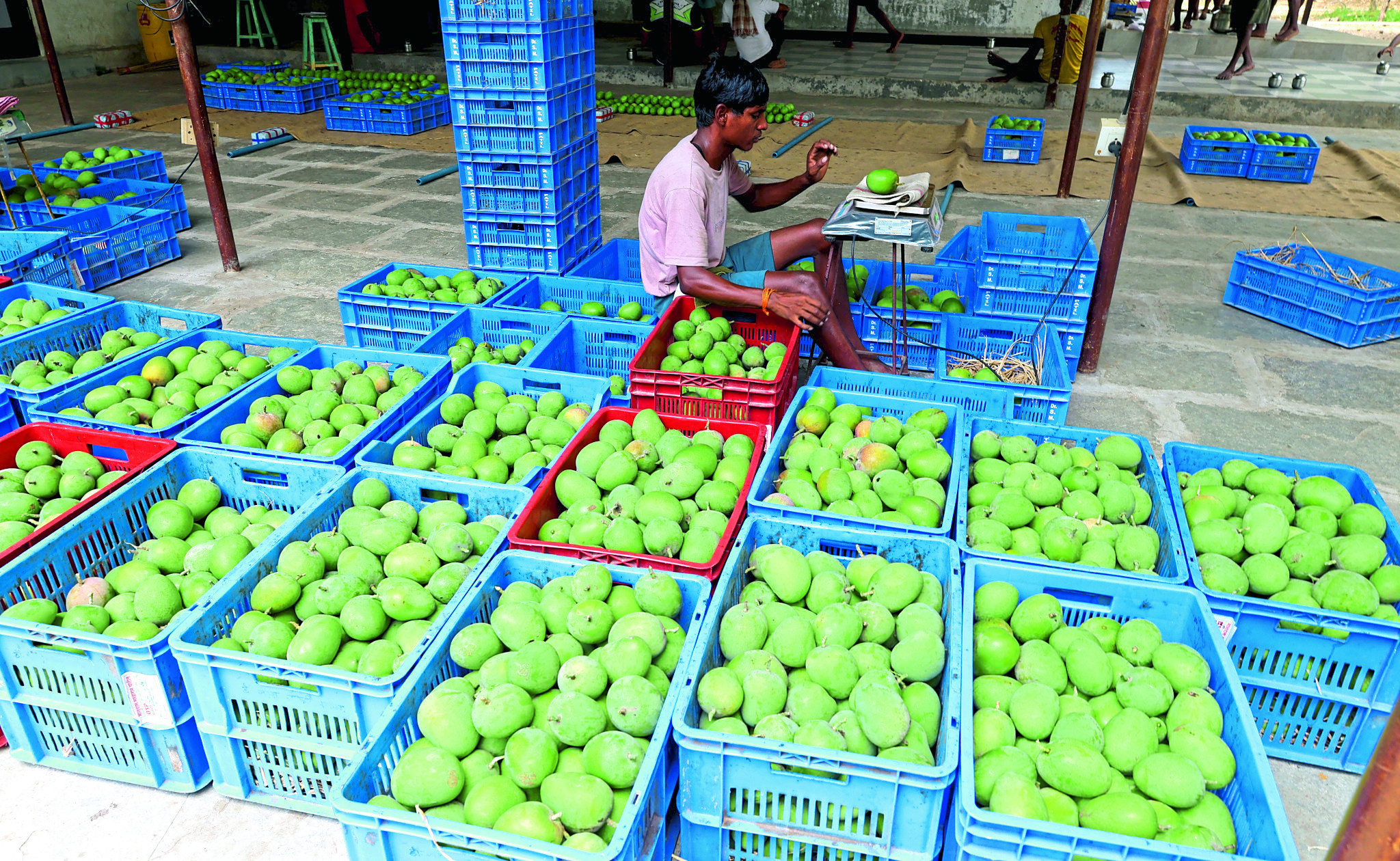 अलिबाग : रायगड जिल्ह्यात हापूस आंब्याचे उत्पादन ३० टक्क्यांनी घटले,
