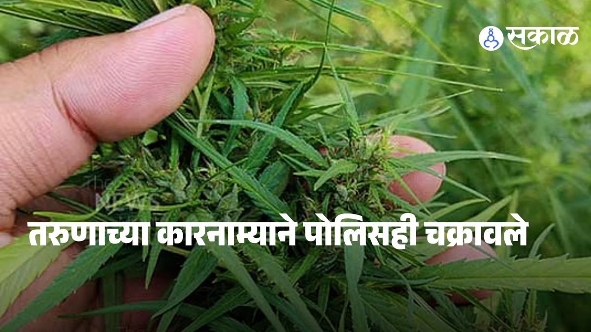 Police raid at a rented bungalow in Pune’s Lohgaon area reveals illegal ganja cultivation with 41 cannabis plants seized along with mobile devices.