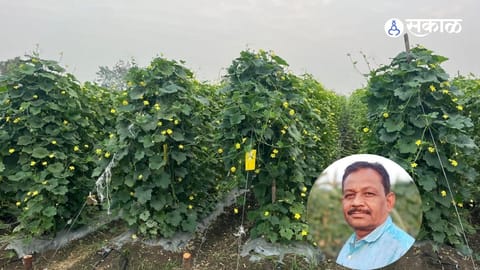 Two Decades of Consistent Ridge Gourd Cultivation